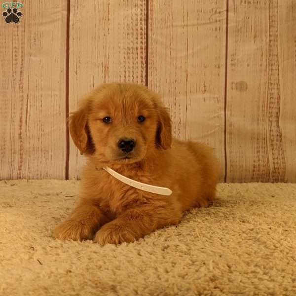 Felix, Golden Retriever Puppy